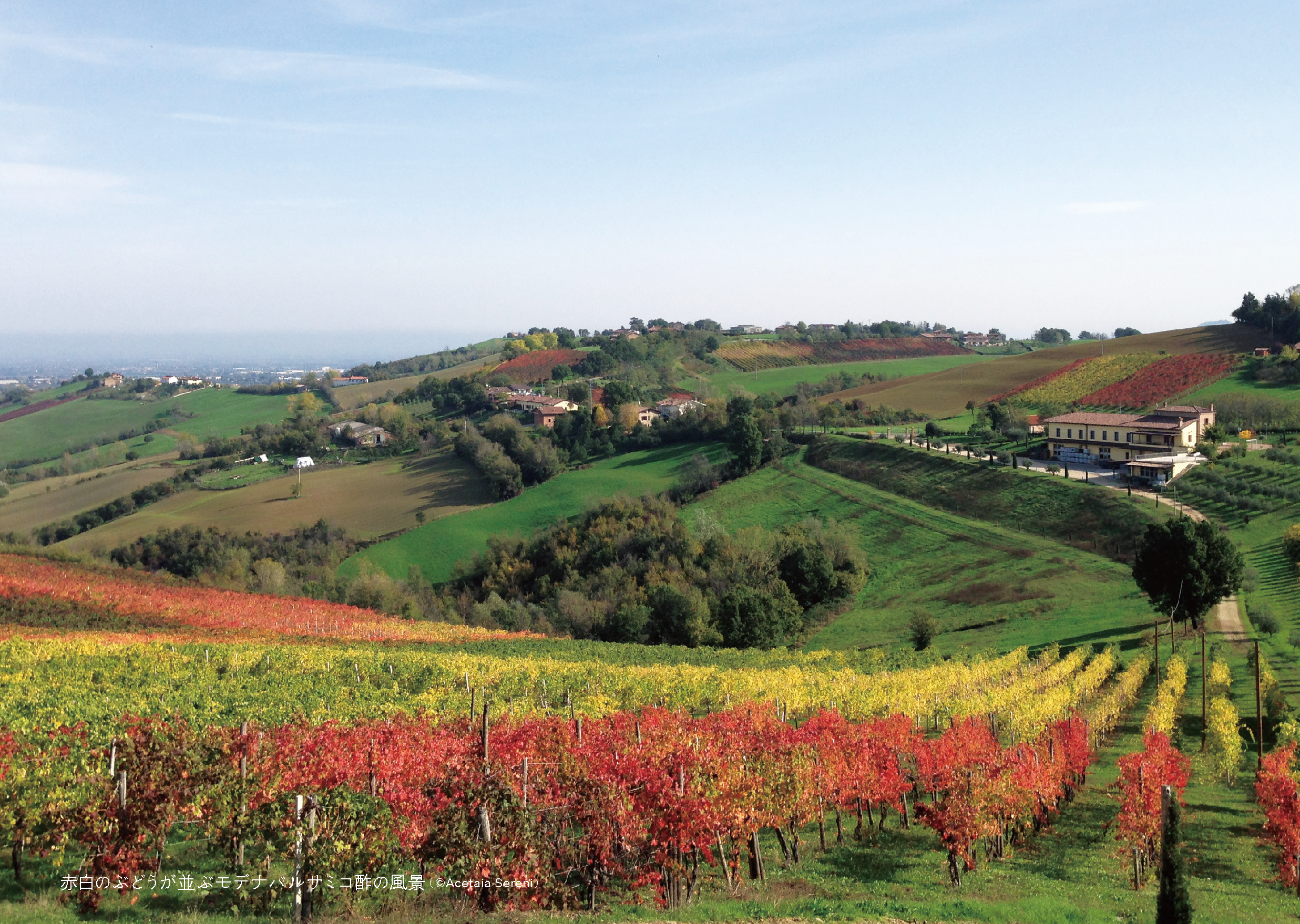 赤白のぶどうが並ぶモデナバルサミコ酢の風景（©Acetaia Sereni）